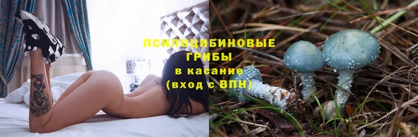 прущие грибы Белокуриха